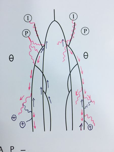 siêu âm huyết động học